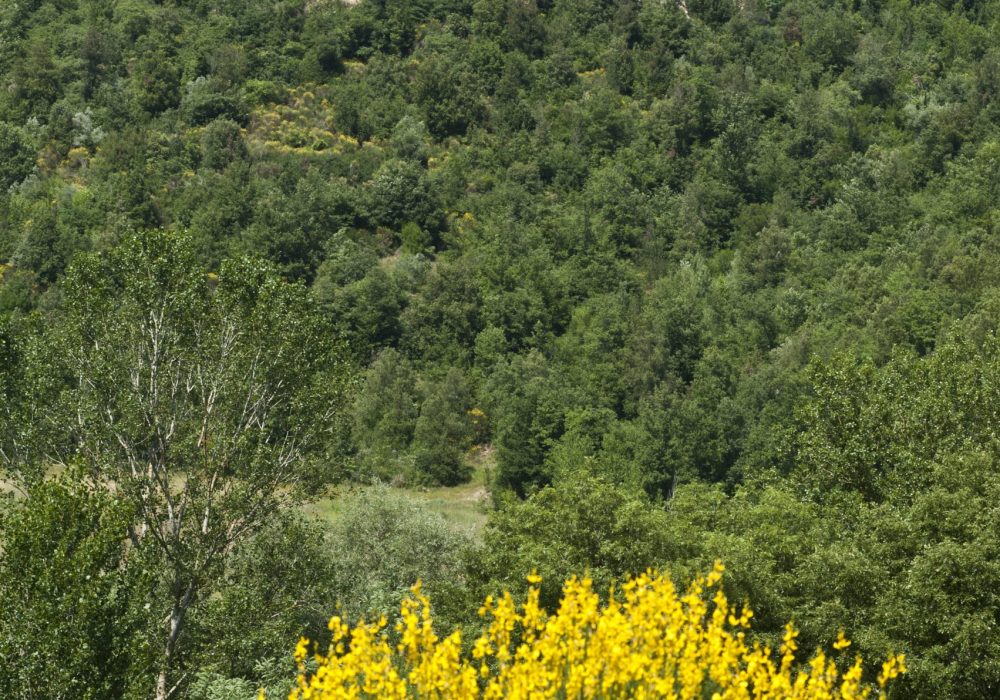 Bosco della valle di Parrano con ginestre in fiore intorno a Eremito